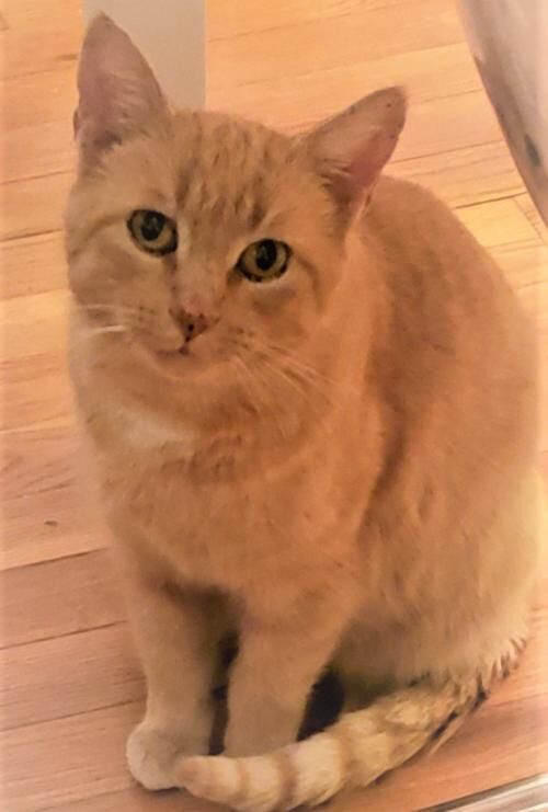 1) Apricot.jpg
